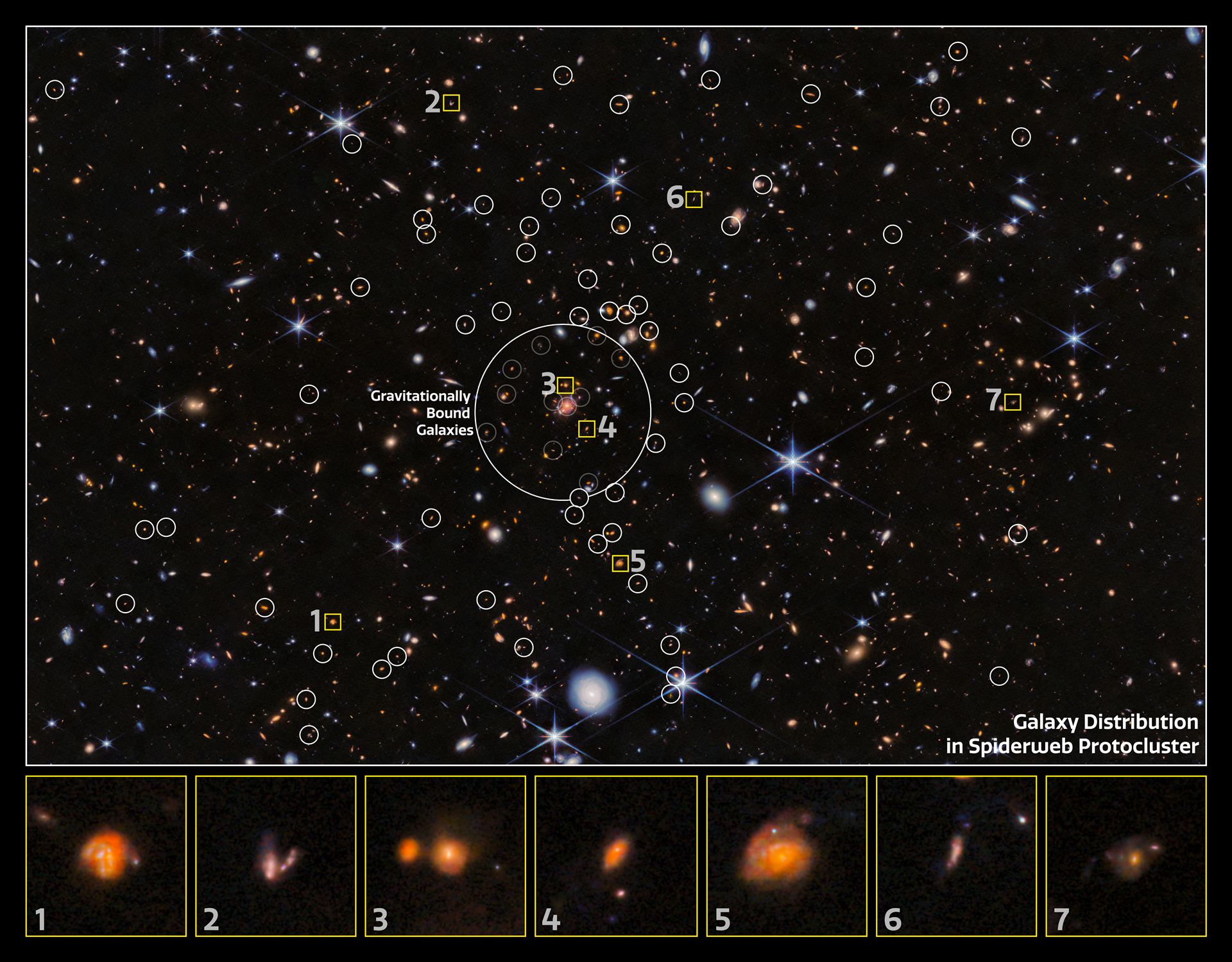 Close-up of galaxy distribution in the Spiderweb Protocluster  (NIRCam, annotated)