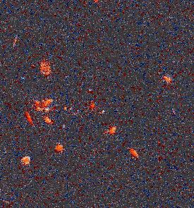 Distant galaxy cluster HST035528+09435