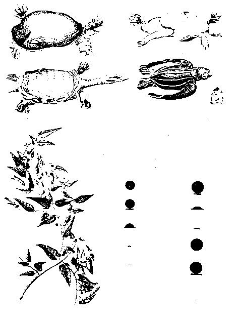 Drawing of 1769 transit of Venus by Captain James Cook and Charles Green
