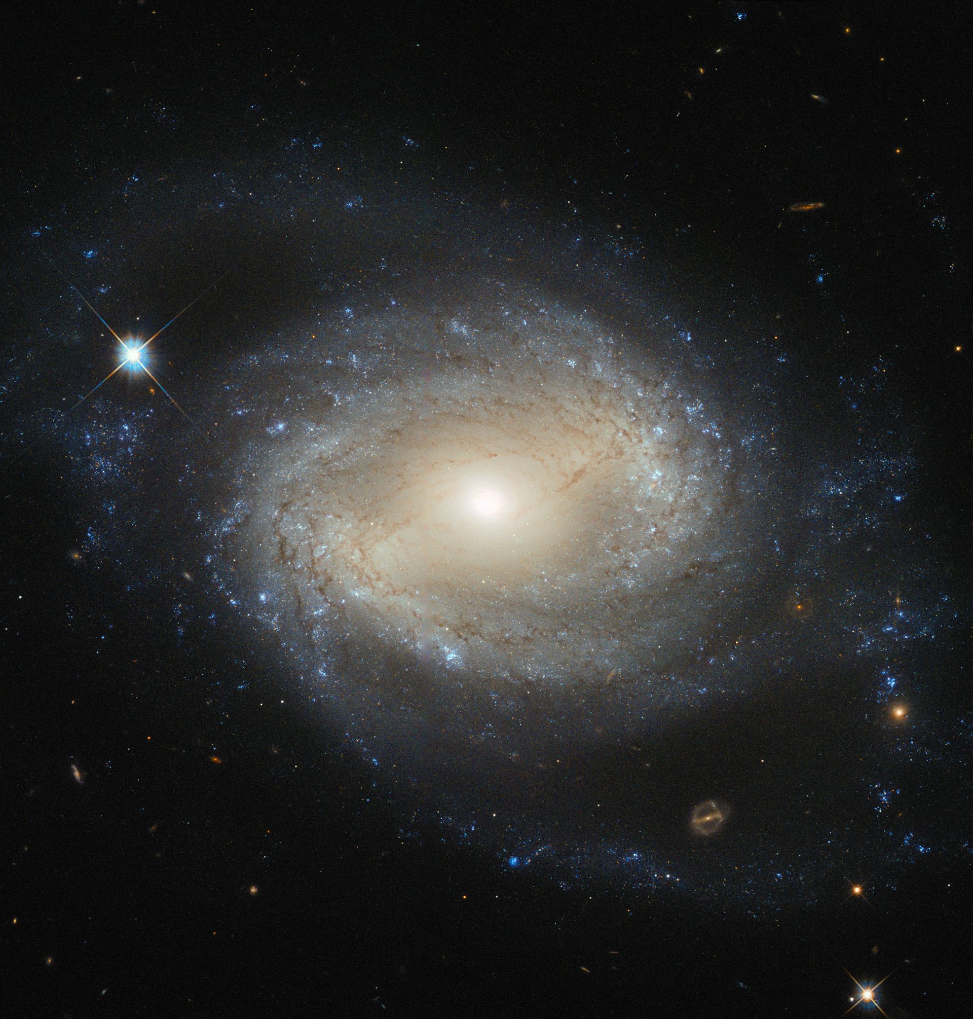Elegant spiral hides a hungry monster