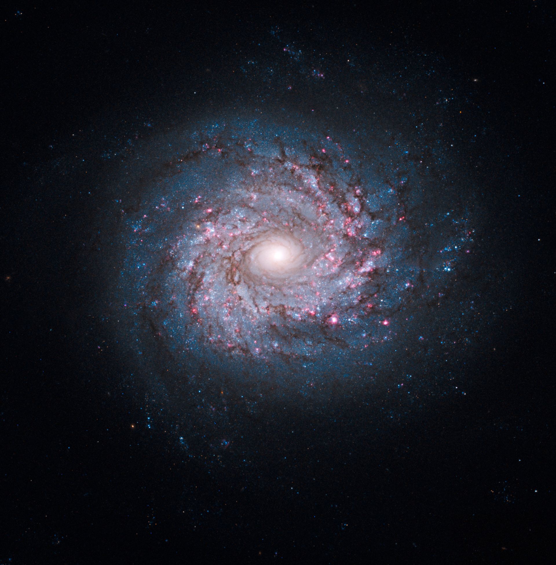 Face-on spiral galaxy NGC 3982