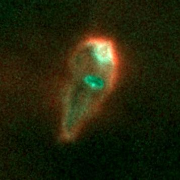 Proplyd in the Orion Nebula